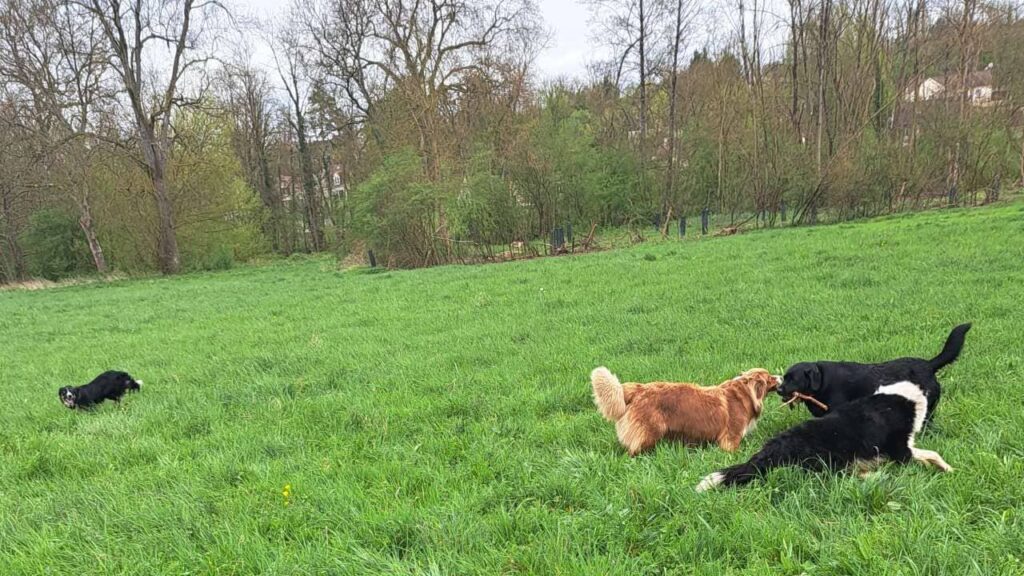 Jeu à la pension canine familiale d'Orvanne, Ulysse et Snow troupotent autour de Sammy et Prune pour un bâton -3