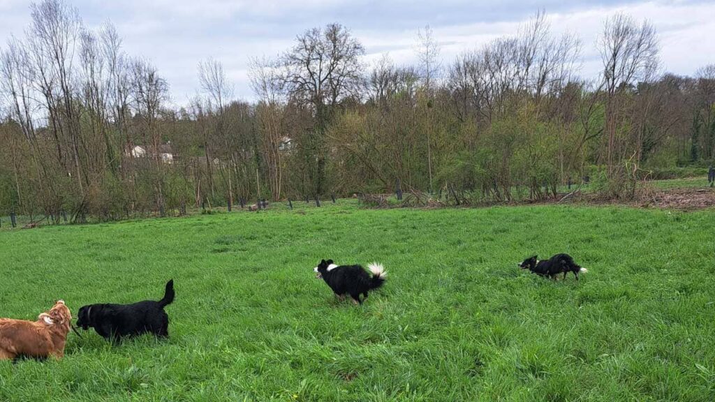 Jeu à la pension canine familiale d'Orvanne, Ulysse et Snow troupotent autour de Sammy et Prune pour un bâton -4