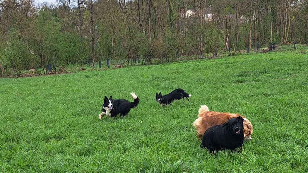 à la pension canine familiale d'Orvanne, Ulysse et Snow troupotent autour de Sammy et Prune pour un bâton -5