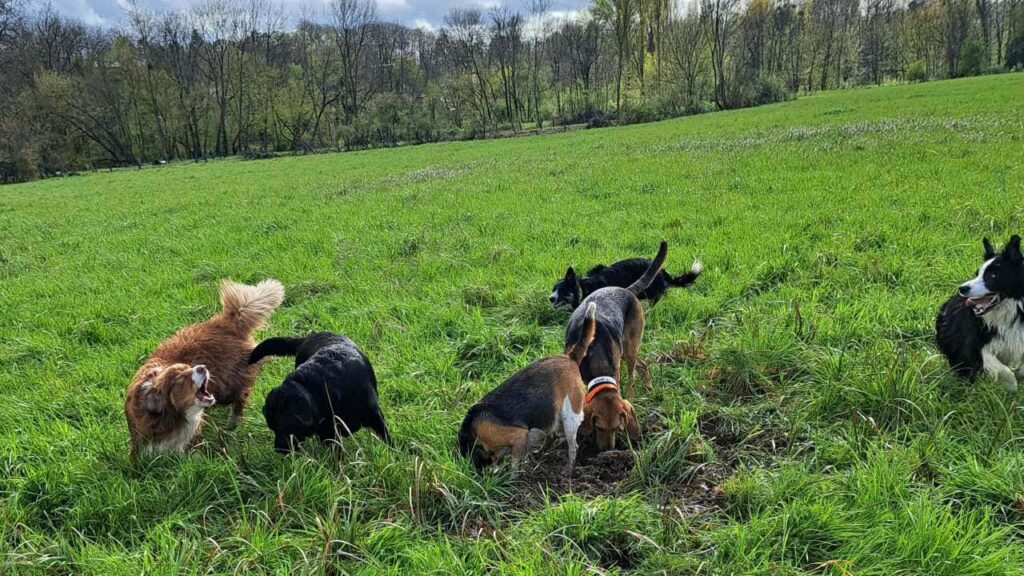 à la pension canine familiale d'Orvanne, certaines creusent et d'autres jouent, Snow et Ulysse troupotent autour des chasseuses