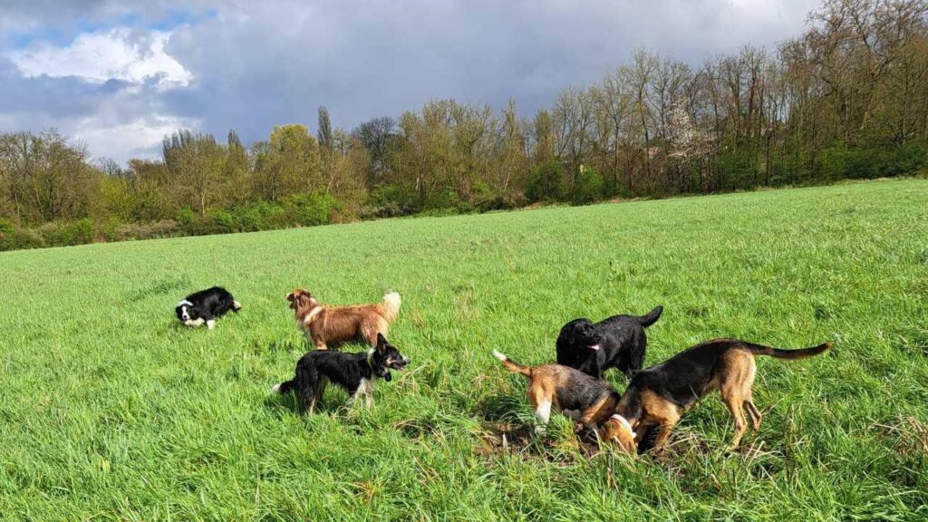 à la pension canine familiale d'Orvanne, certaines creusent et d'autres jouent, Ulysse veut aller voir ce que creusent les chasseuses, Snow troupote