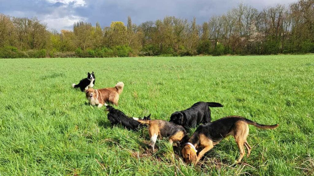 à la pension canine familiale d'Orvanne, certaines creusent et d'autres jouent Ulysse veut aller voir ce que creusent les chasseuses