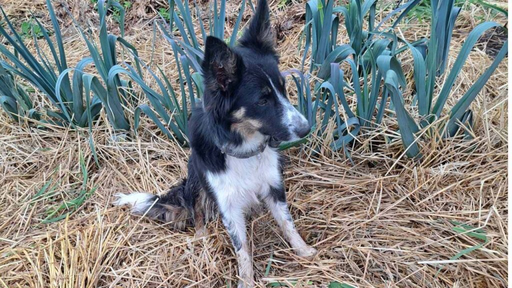 le jardinage continue à la pension pour chiens familiale d'Orvanne, Ulysse me regarde couchée dans la paille vers les poireaux