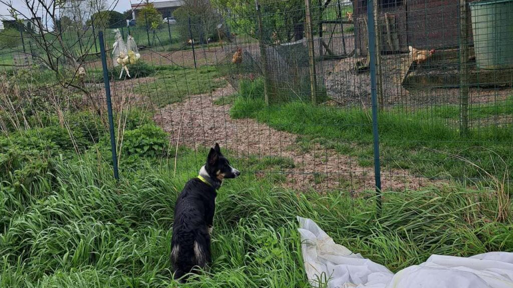 Pension de chiens familiale, à Moret Loing et Orvanne, Ulysse est intriguée par les poules