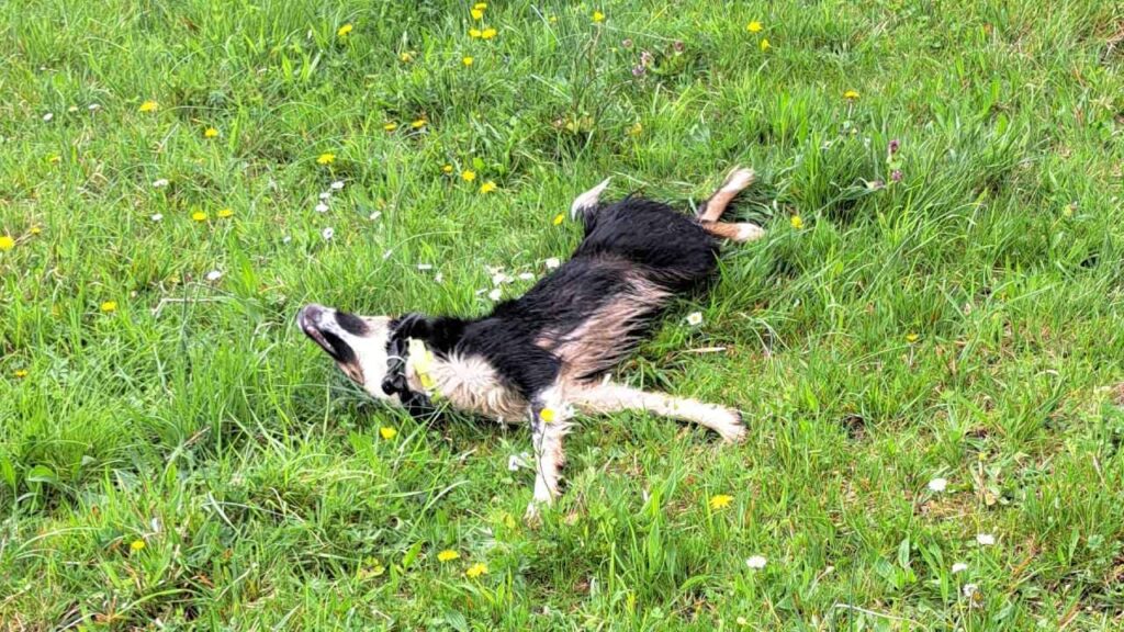 à la pension canine familiale d'Orvanne, Ulysse se roule -1