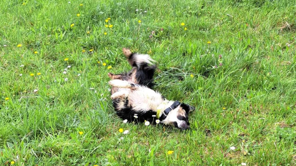 à la pension canine familiale d'Orvanne, Ulysse se roule -2