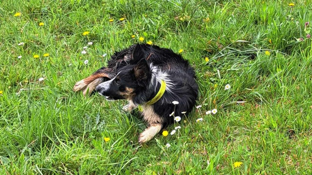 à la pension canine familiale d'Orvanne, Ulysse se roule -3