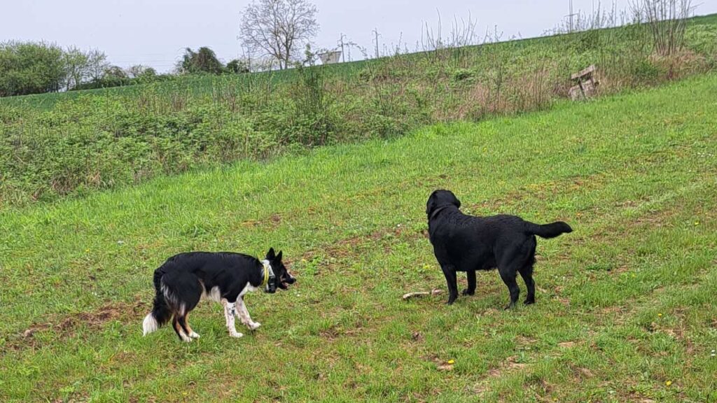 le jeu continue à la pension pour chiens familiale d'Orvanne, Ulysse veut prendre le bâton à ma Prune