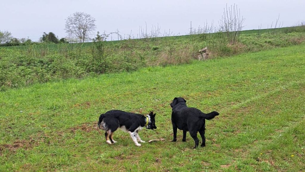 à la pension canine familiale d'Orvanne, Ulysse veut prendre le bâton à ma Prune et se rapproche