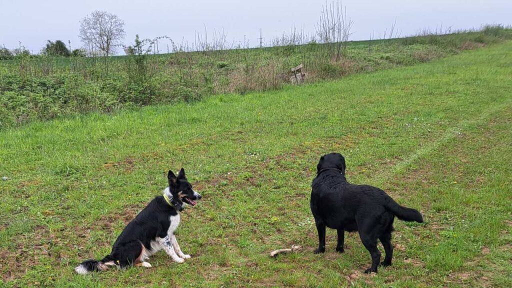 à la pension canine familiale d'Orvanne, Ulysse veut prendre le bâton à ma Prune et se rapproche, mais respecte l'autorité hiérarchique