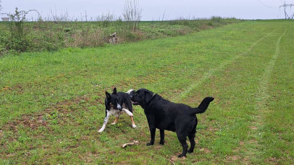 le jeu continue à la pension pour chiens familiale d'Orvanne, Ulysse veut prendre le bâton à ma Prune quand même