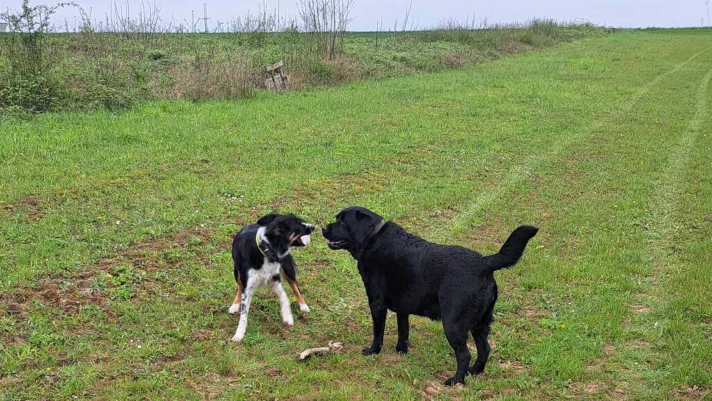 à la pension canine familiale d'Orvanne, Ulysse veut prendre le bâton à ma Prune avec insistance