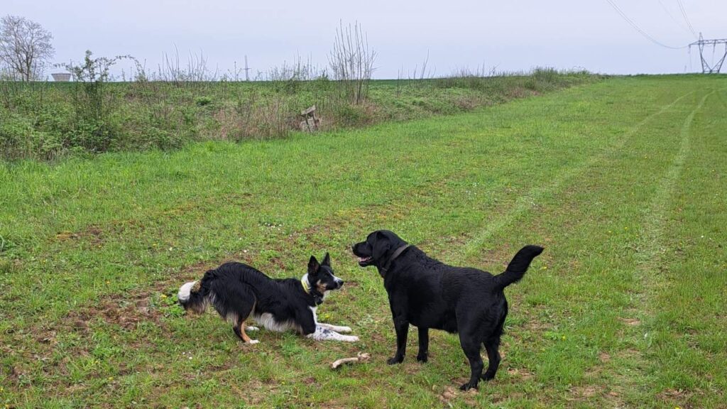 Lire la suite à propos de l’article pension canine familiale Orvanne : le week-end d’Ulysse