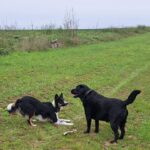 pension canine familiale Orvanne : le week-end d’Ulysse