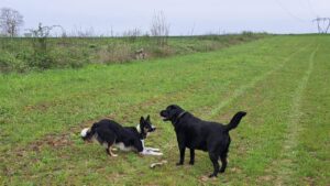 Lire la suite à propos de l’article pension canine familiale Orvanne : le week-end d’Ulysse