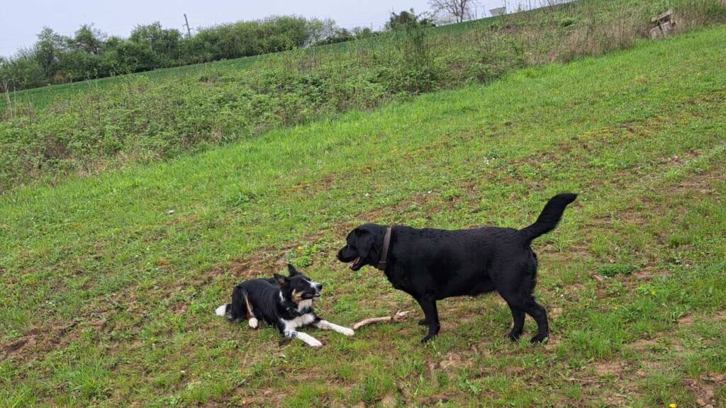 à la pension canine familiale d'Orvanne, Ulysse veut prendre le bâton à ma Prune en usant de son charme prudemment