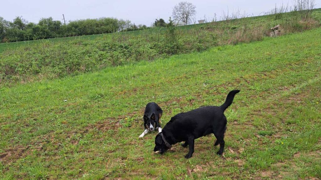 à la pension canine familiale d'Orvanne, Ulysse veut prendre le bâton à ma Prune en usant de son charme prudemment mais perd