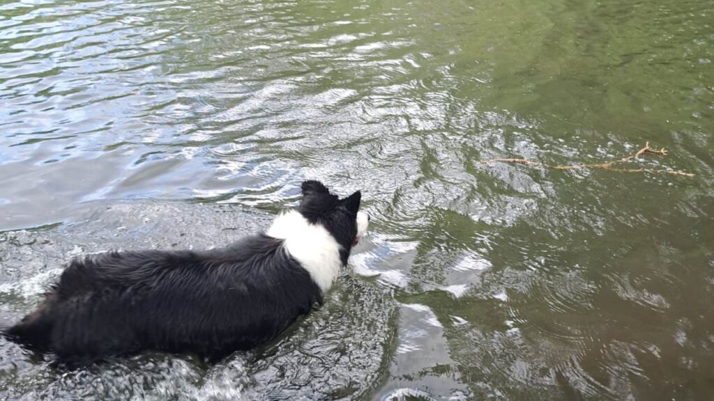 à la pension canine familiale d'Orvanne, Snow veut se baigner -2