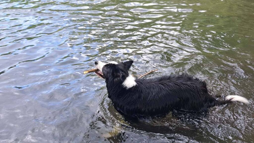 à la pension familiale des chiens d'Orvanne, Snow veut se baigner -5