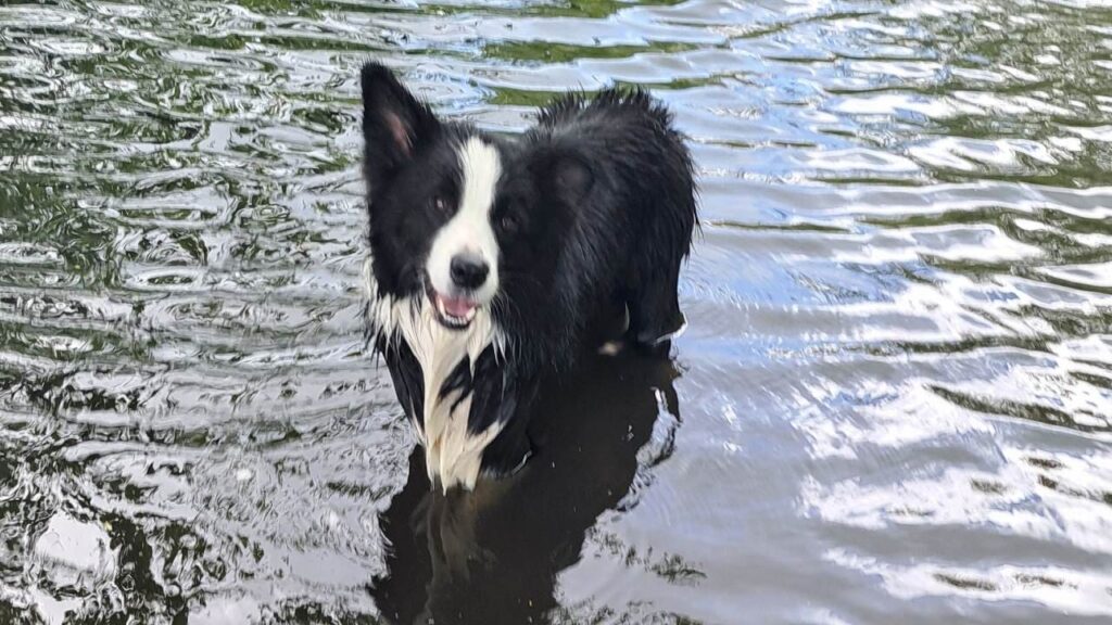 à la pension canine familiale d'Orvanne, Snow veut se baigner -1