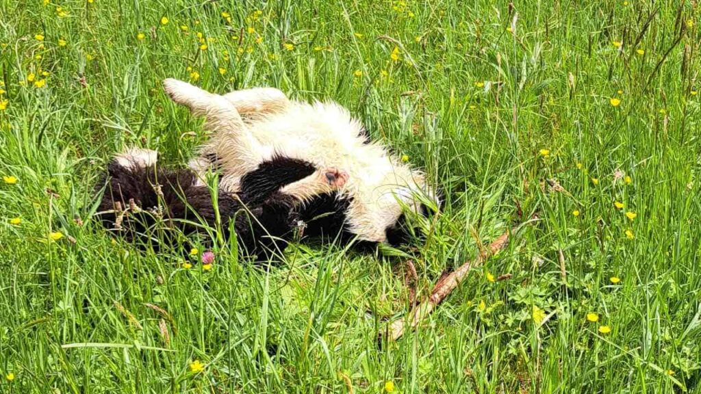 à la pension familiale des chiens d'Orvanne, Snow protège son bâton-3 et se roule à cote de son bâton