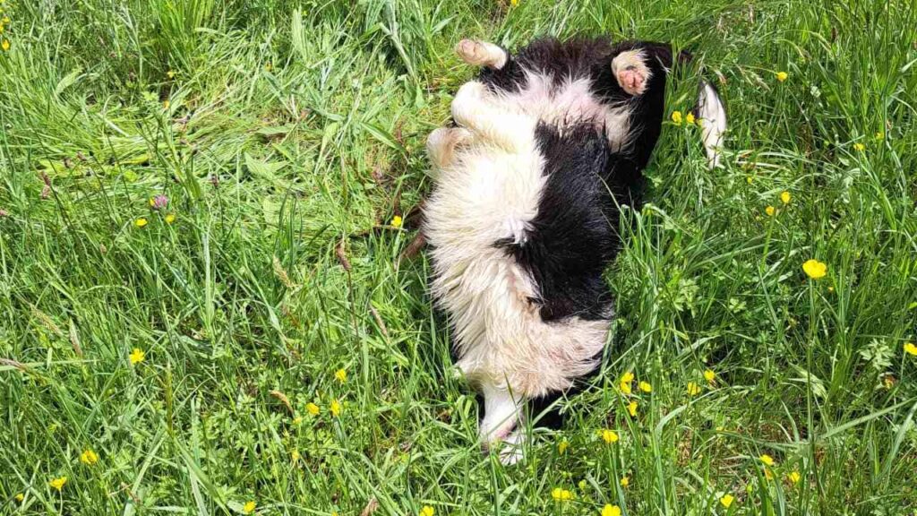 à la pension canine familiale d'Orvanne, Snow protège son bâton-4 et se roule à cote de son bâton