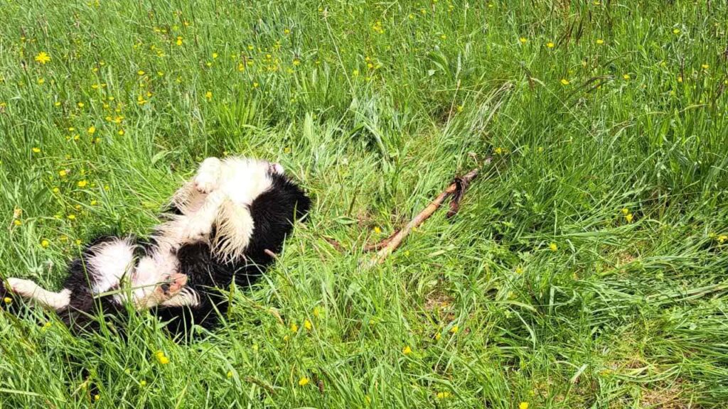 à la pension familiale des chiens d'Orvanne, Snow protège son bâton-6 et se roule à cote de son bâton