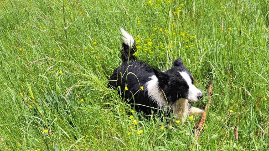 à la pension canine familiale d'Orvanne, Snow protège son bâton-9