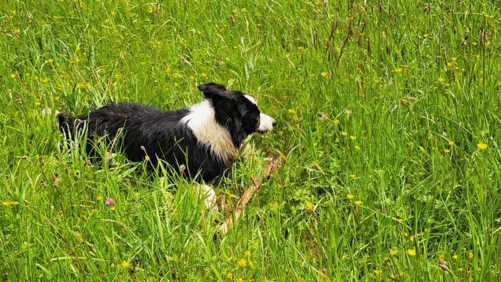 à la pension canine familiale d'Orvanne, Snow protège son bâton-1