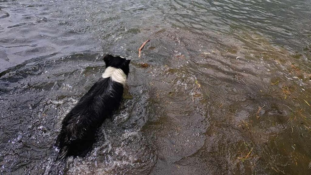 à la pension canine familiale d'Orvanne, Snow s'éclate dans l'eau, saute et nage-1