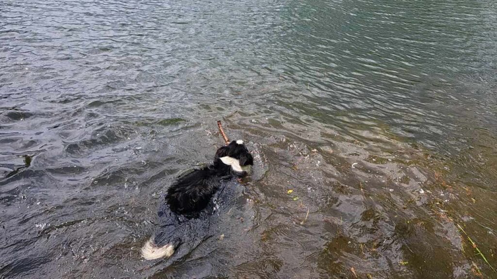 à la pension familiale des chiens d'Orvanne, Snow s'éclate dans l'eau, saute et nage-2