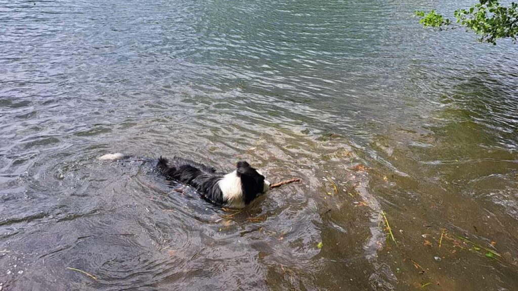 à la pension canine familiale d'Orvanne, Snow s'éclate dans l'eau, saute et nage-3