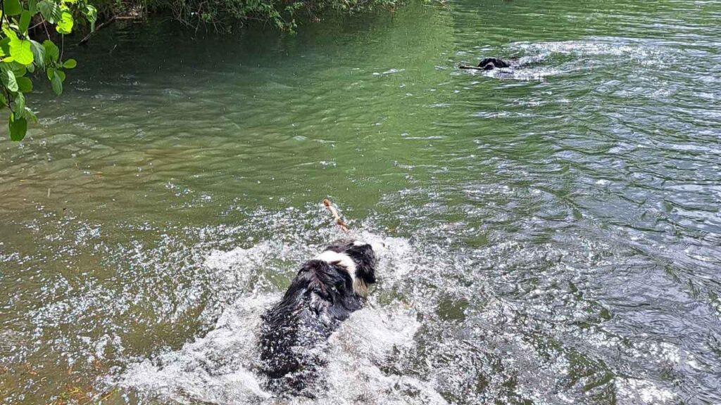 à la pension familiale des chiens d'Orvanne, Snow s'éclate dans l'eau, saute et nage-6