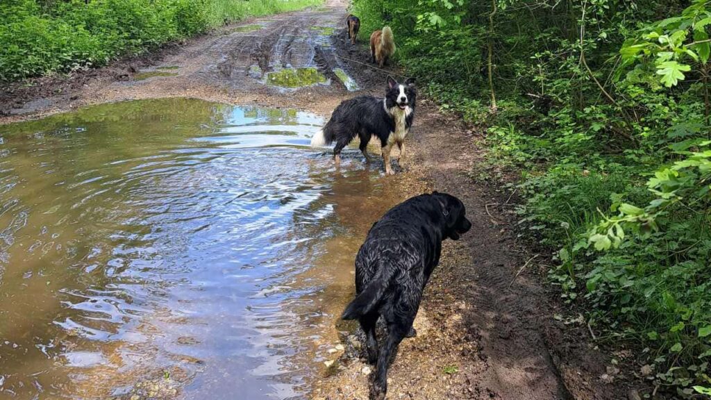 à la pension canine familiale d'Orvanne, vive la boue , la joie de Snow à se salir -2