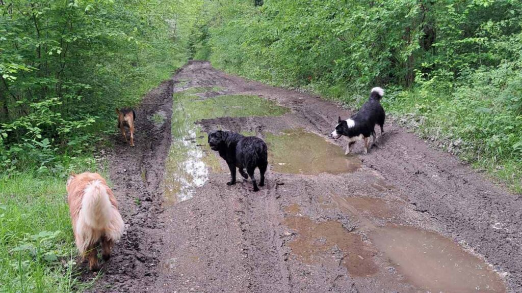 à la pension canine familiale d'Orvanne, vive la boue , la joie de Snow à se salir -3