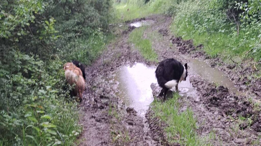 à la pension familiale des chiens d'Orvanne, vive la boue , la joie de Snow à se salir -4