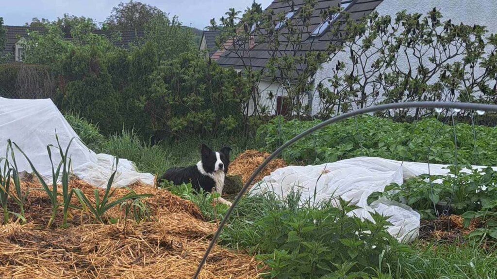 le jardinage continue à la pension pour chiens familiale d'Orvanne, Snow superviseur