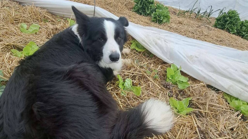 le jardinage continue à la pension pour chiens familiale d'Orvanne, Snow surveille la pousse des laitues