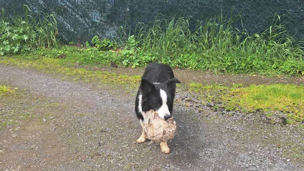 à la pension canine familiale d'Orvanne, Snow a gagné le ballon