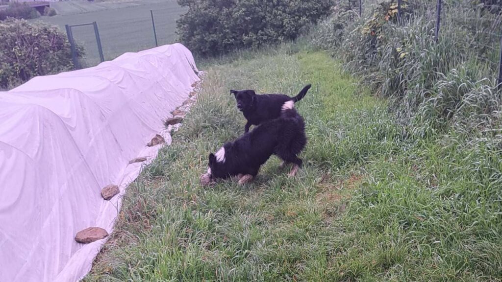 à la pension familiale pour chiens d'Orvanne, ma Prune veut prendre le bâton à Snow-1 mais il résiste