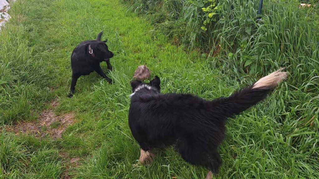 à la pension familiale des chiens d'Orvanne, ma Prune veut prendre le bâton à Snow-4 mais le jeu est très incertain