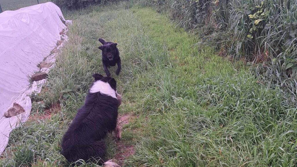 à la pension canine familiale d'Orvanne, ma Prune veut prendre le bâton à Snow-5, elle va sauter sur lui