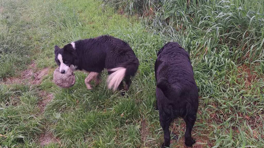 à la pension familiale des chiens d'Orvanne, ma Prune veut prendre le bâton à Snow-6, elle va sauter sur lui mais non