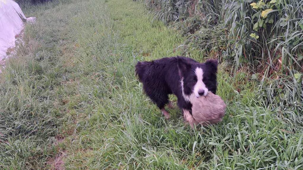 à la pension canine familiale d'Orvanne, ma Prune veut prendre le bâton à Snow-7, il gagne