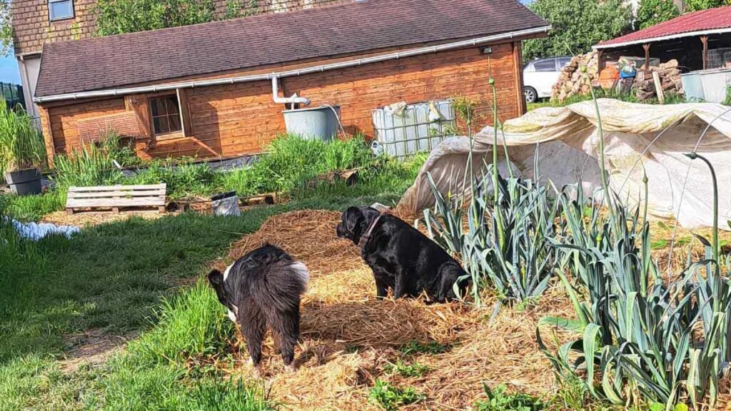 à la pension canine familiale d'Orvanne, discussion entre ma Prune et Snow-0