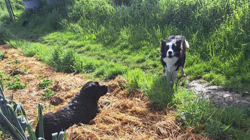 à la pension familiale des chiens d'Orvanne, discussion entre ma Prune et Snow-1