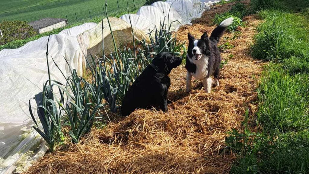 le jardinage continue à la pension pour chiens familiale d'Orvanne, discussion entre ma Prune et Snow-2