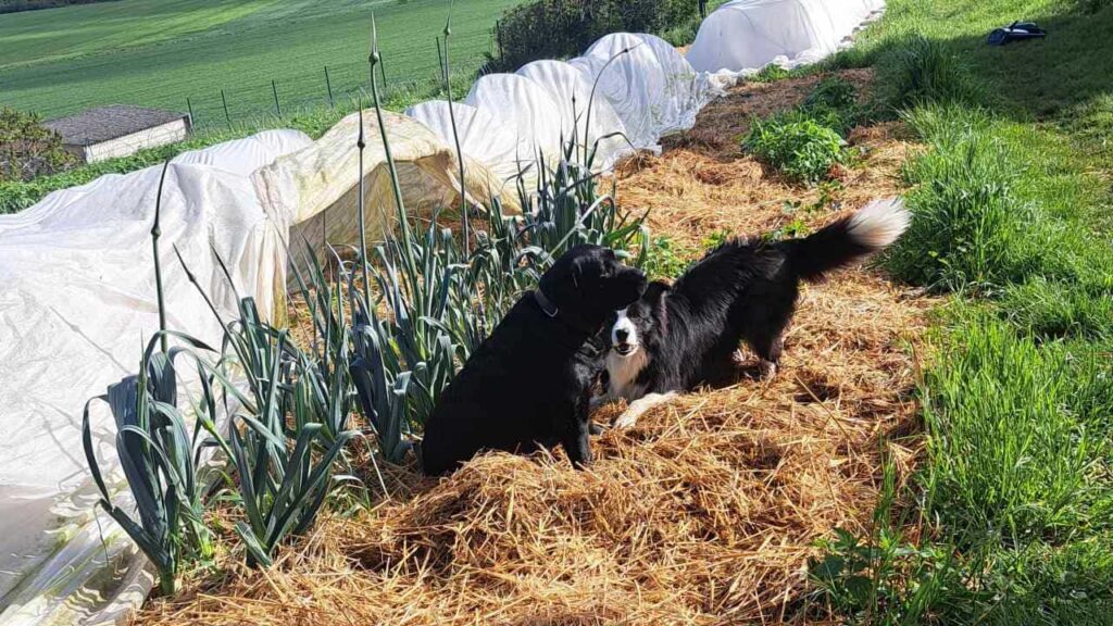 à la pension canine familiale d'Orvanne, discussion entre ma Prune et Snow-3 , Snow veut jouer