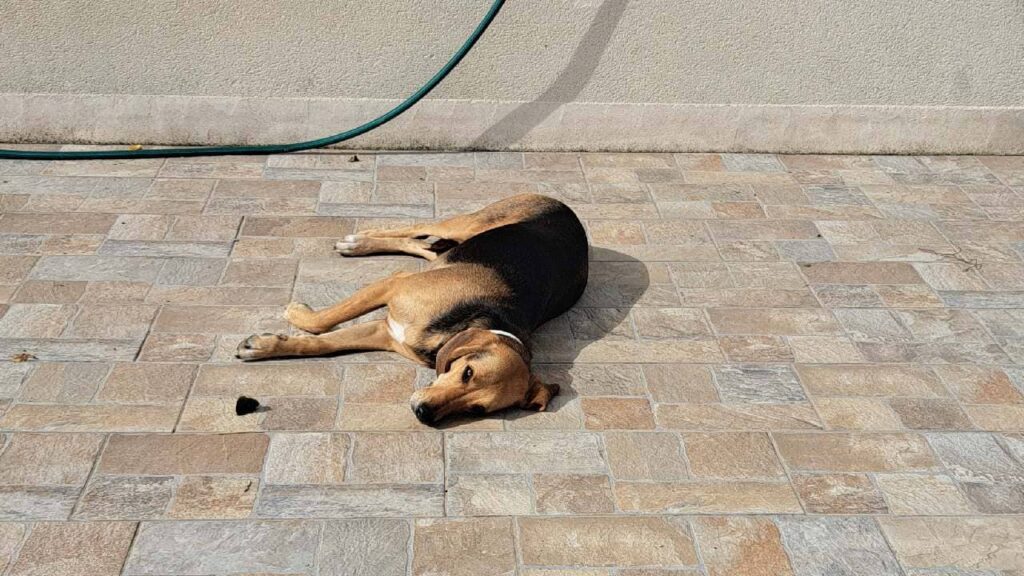 à la pension familiale pour chiens d'Orvanne, jeu collectif à la maison-0, Riven dort tranquille au soleil