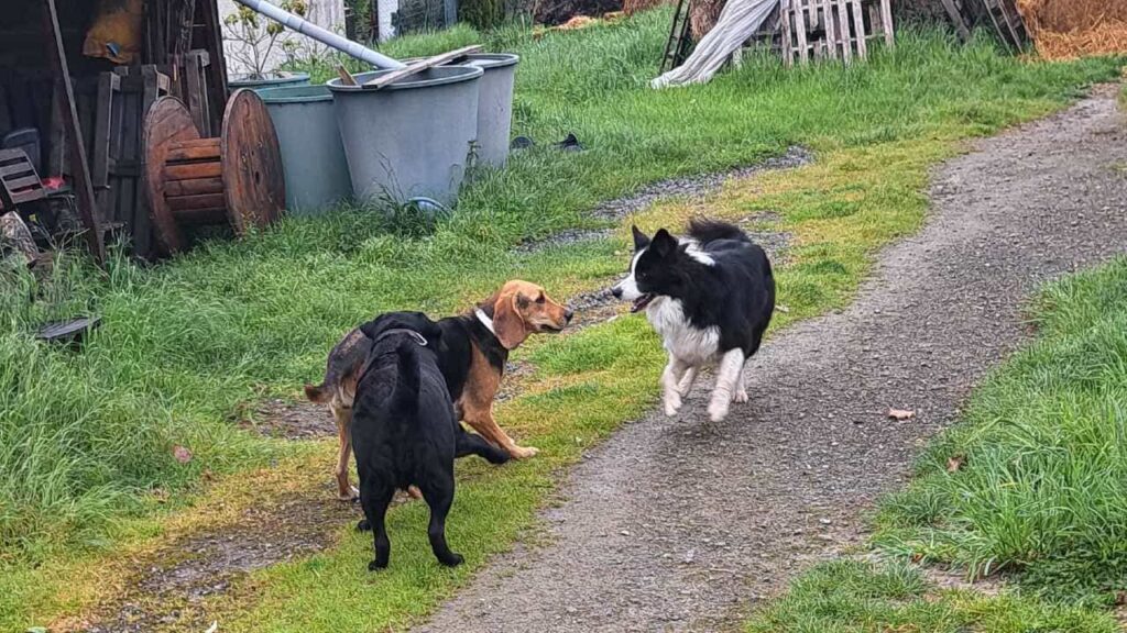 à la pension canine familiale d'Orvanne, jeu collectif à la maison-2, Snow continue à attaquer, Riven répond